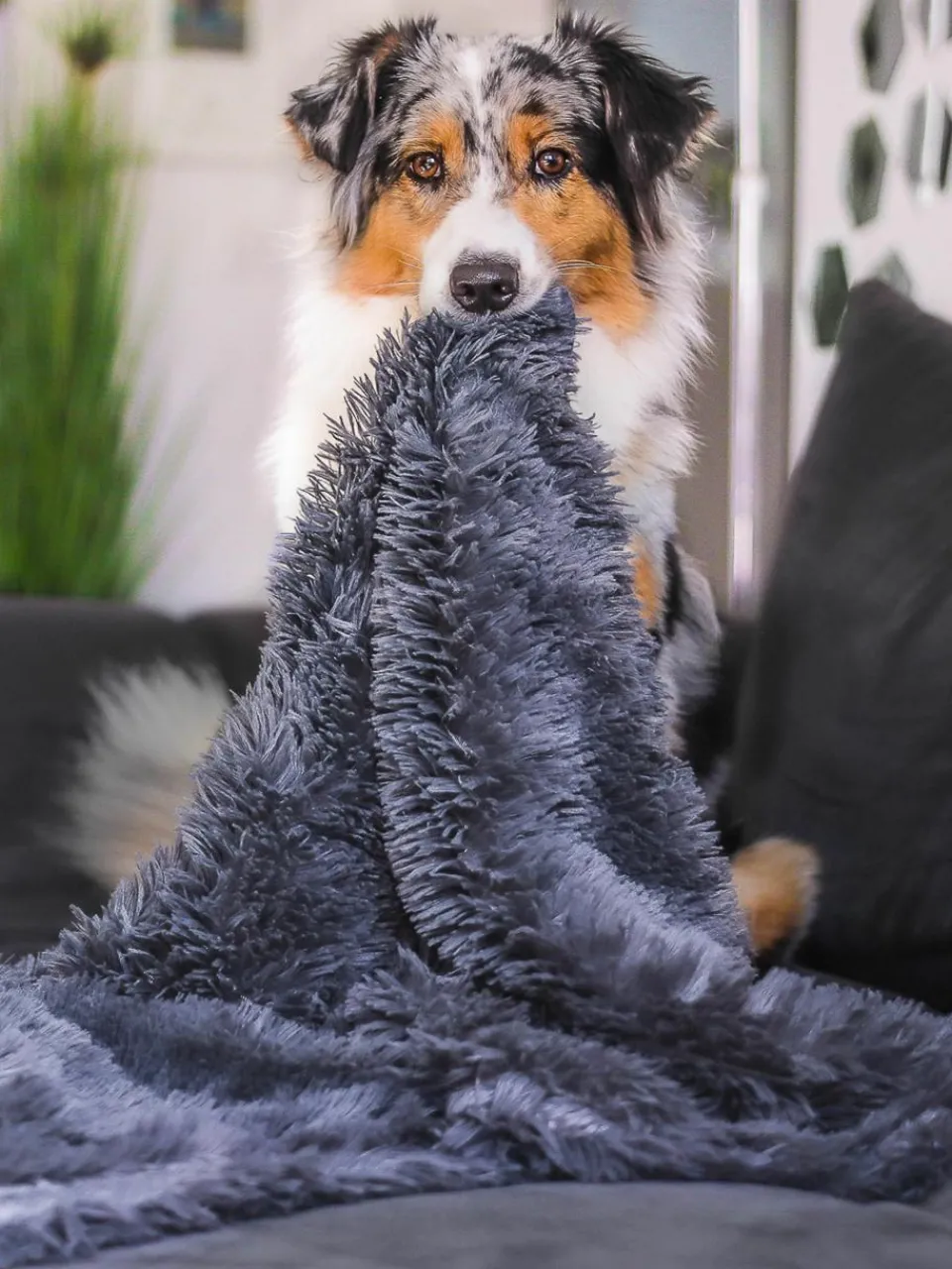Dierendeken Fluffy uit teddy, in verschillende maten^Wahre Tierliebe Best