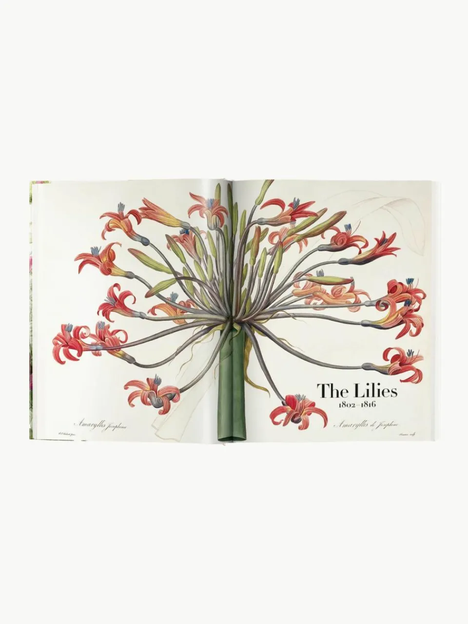 Geïllustreerd boek Book of Flowers^Westwing Clearance