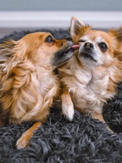 Huisdierbed Fluffy van teddy stof, in verschillende formaten^Wahre Tierliebe Online