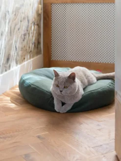 Kattenmand Donut^Hoopo New