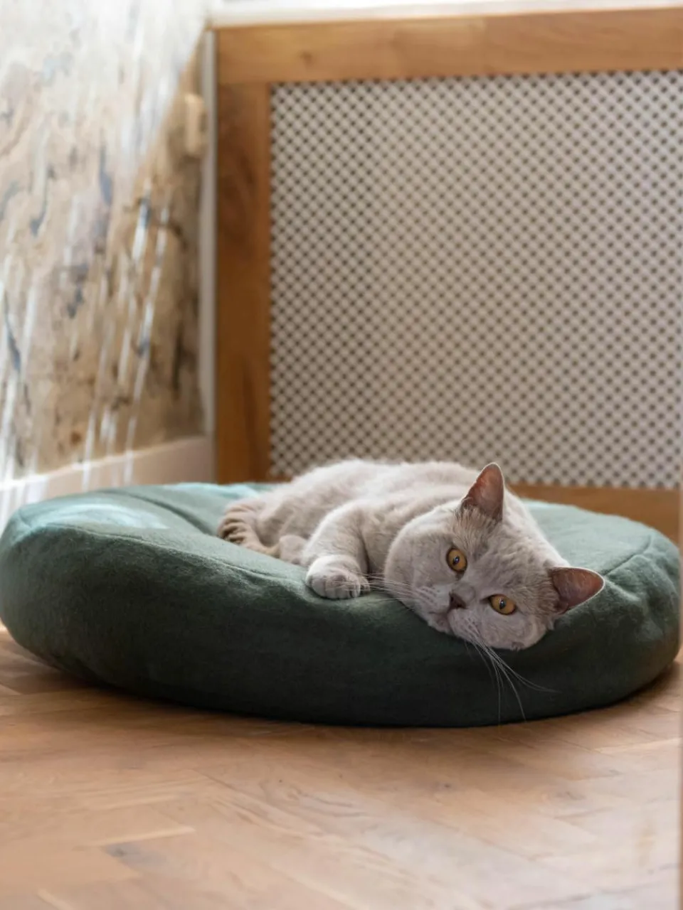 Kattenmand Donut^Hoopo New