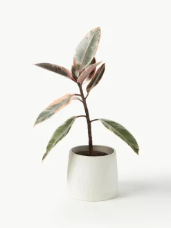 Plantenpot Benedita, H 13 cm^Westwing Collection Hot