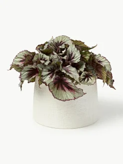 Plantenpot Benedita, H 17 cm^Westwing Collection Clearance